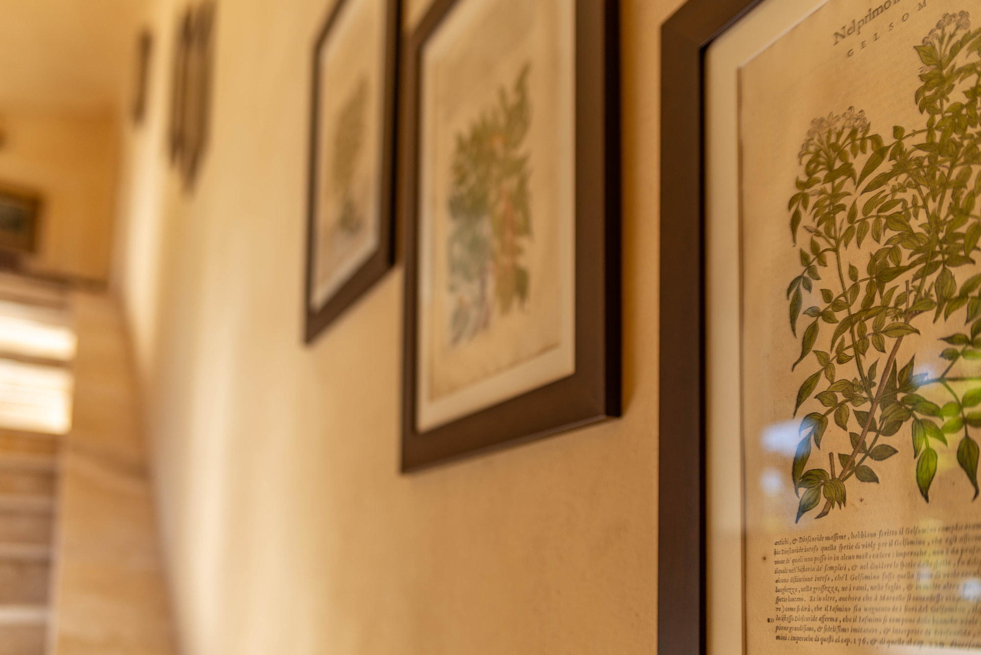 Framed botanical prints on the farmhouse wall