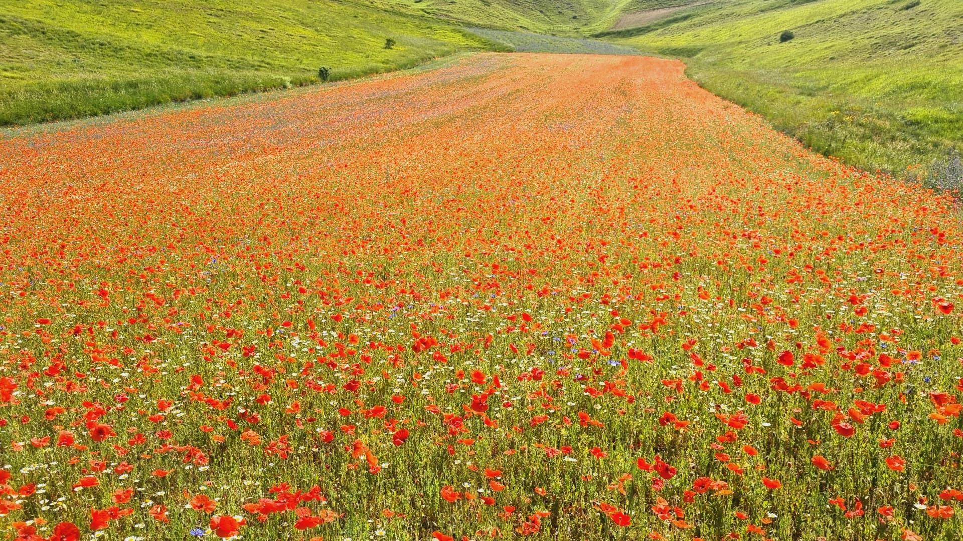 Red poppies and wildflowers covering the rolling fields