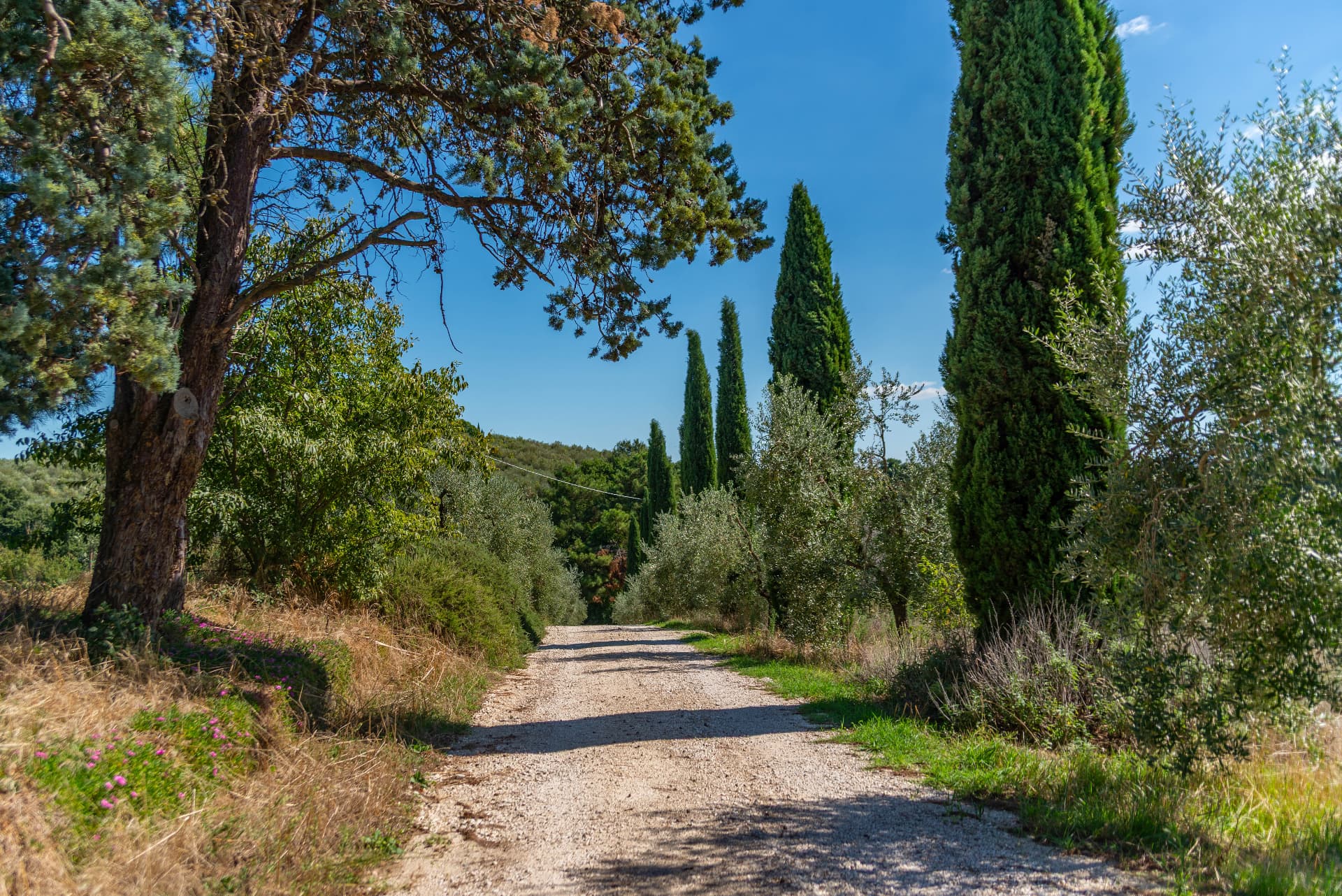 The gravel lane lined with cypress and olive trees that leads to Il Casone