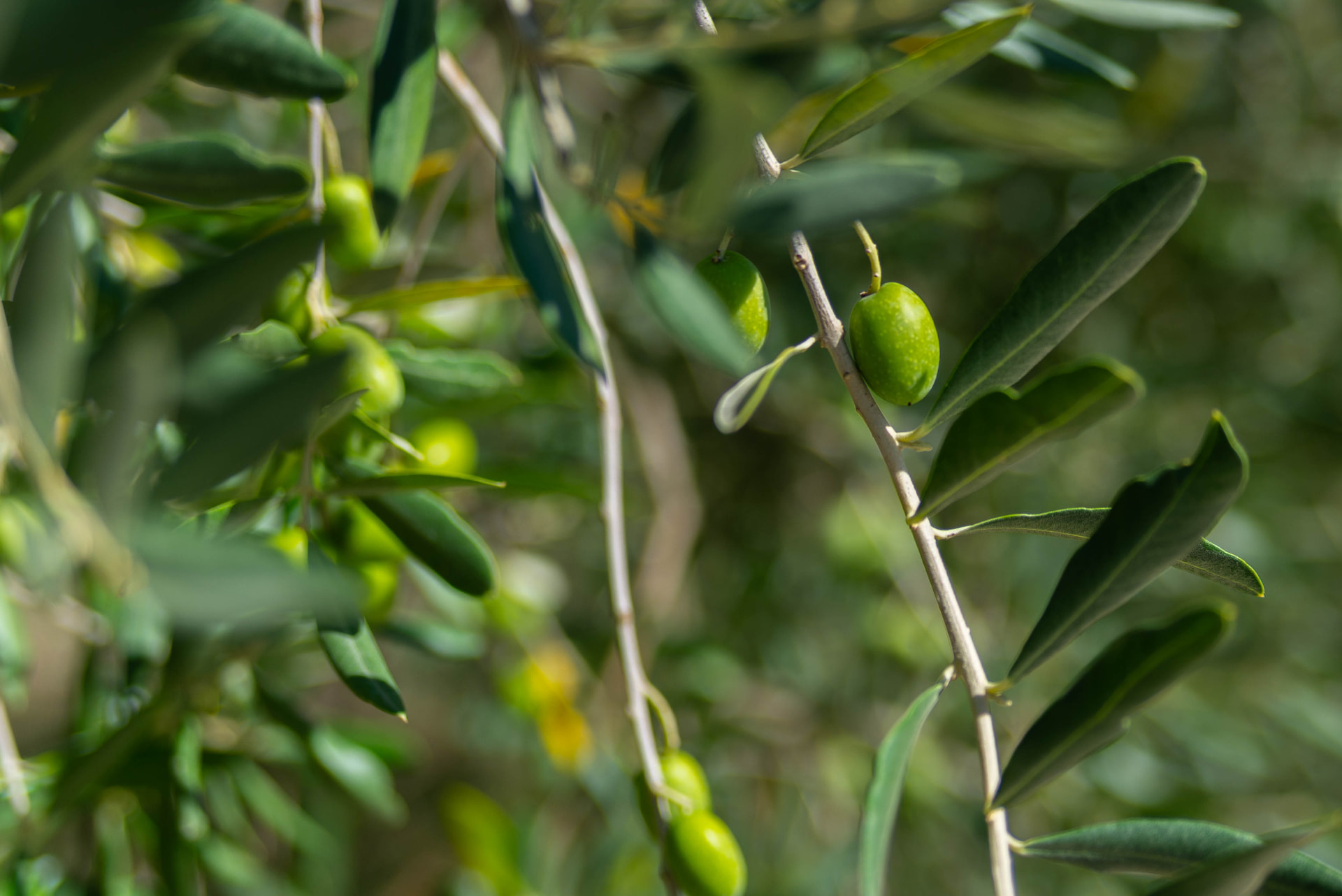 Green olives growing in the garden