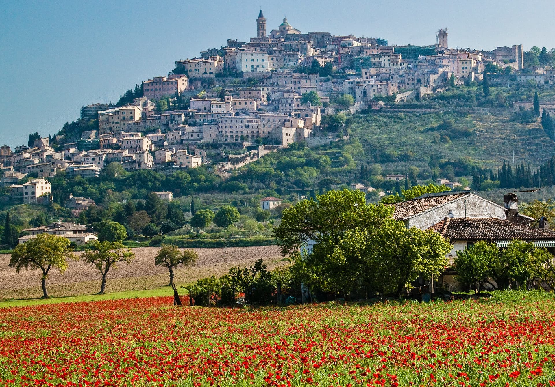 A hilltop town above olive groves and a field of red poppies