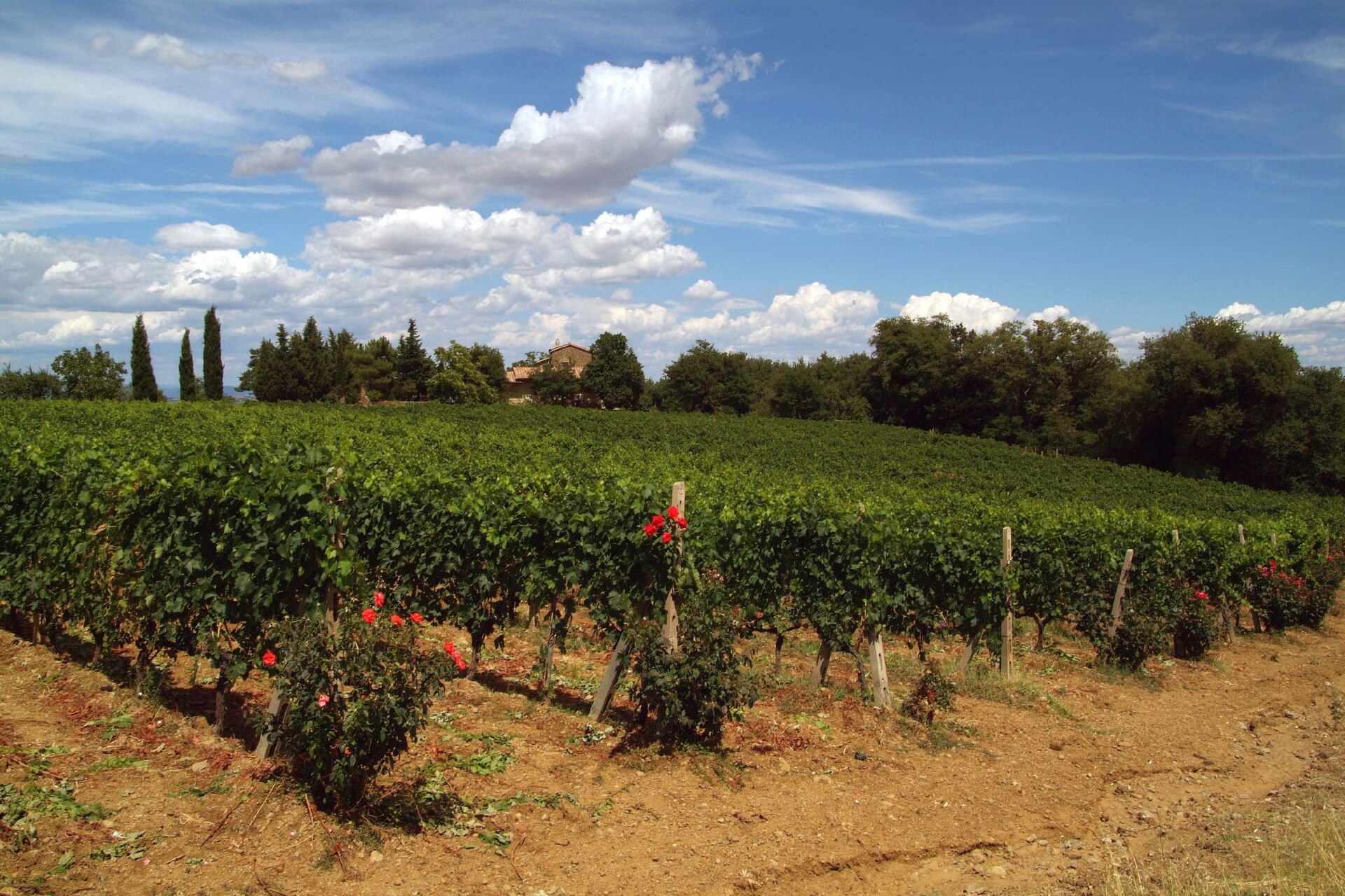 Two glasses of Brunello on a terrace above the vineyards